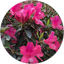 Diana Van Horne profile picture